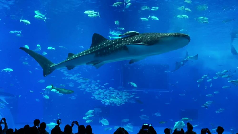 沖縄美ら海水族館