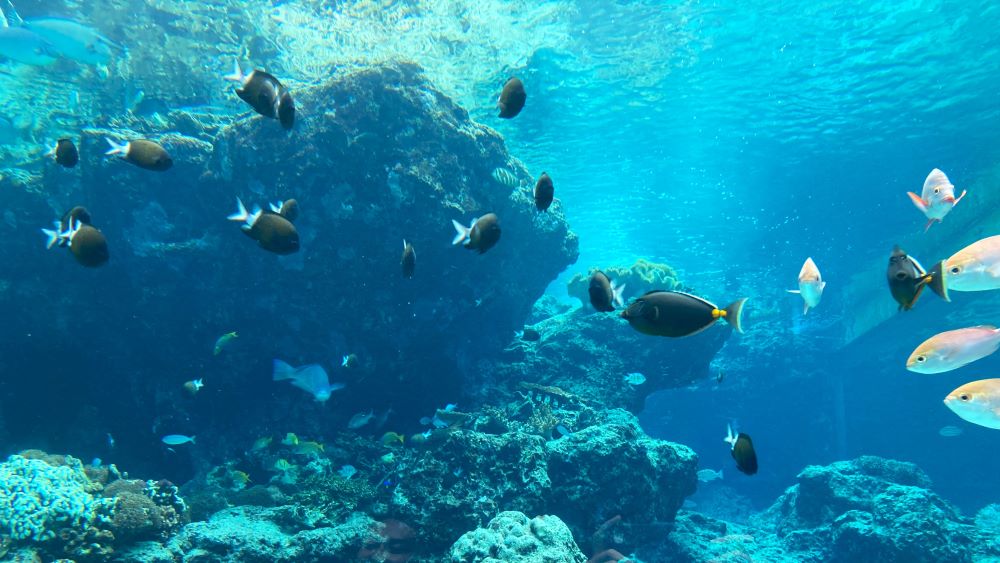 沖縄美ら海水族館