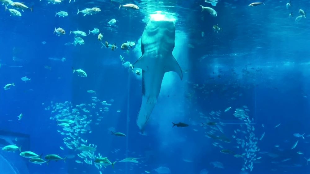 沖縄美ら海水族館