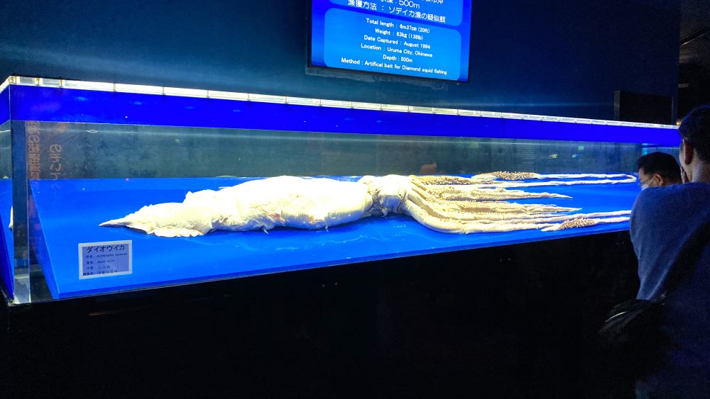 沖縄美ら海水族館