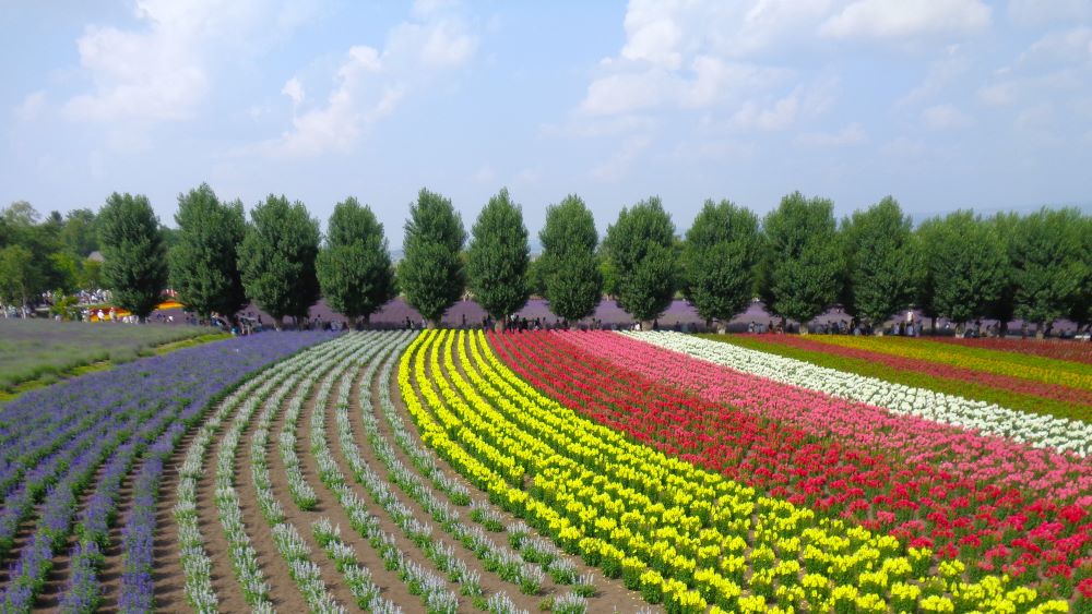 ファーム富田