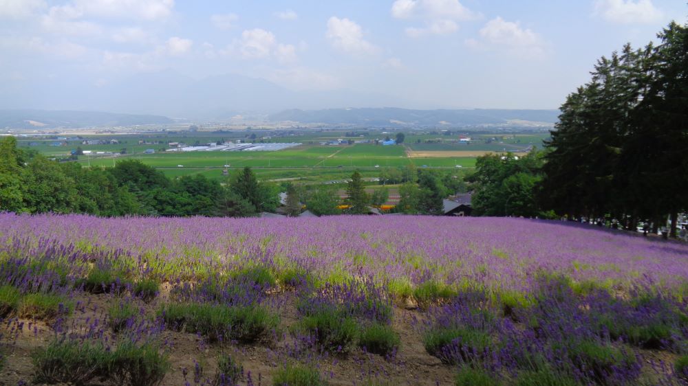 ファーム富田