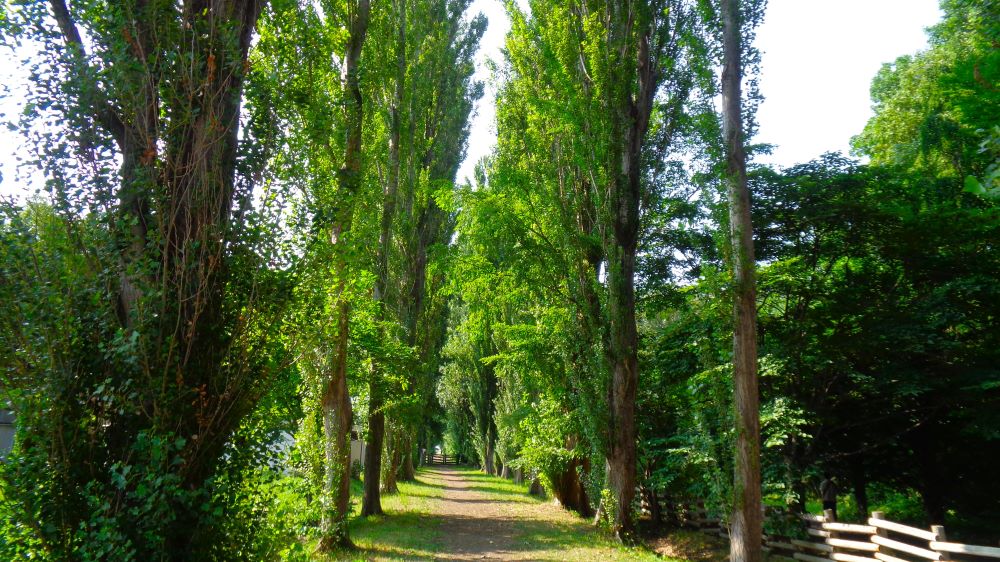 北海道大学総合博物館