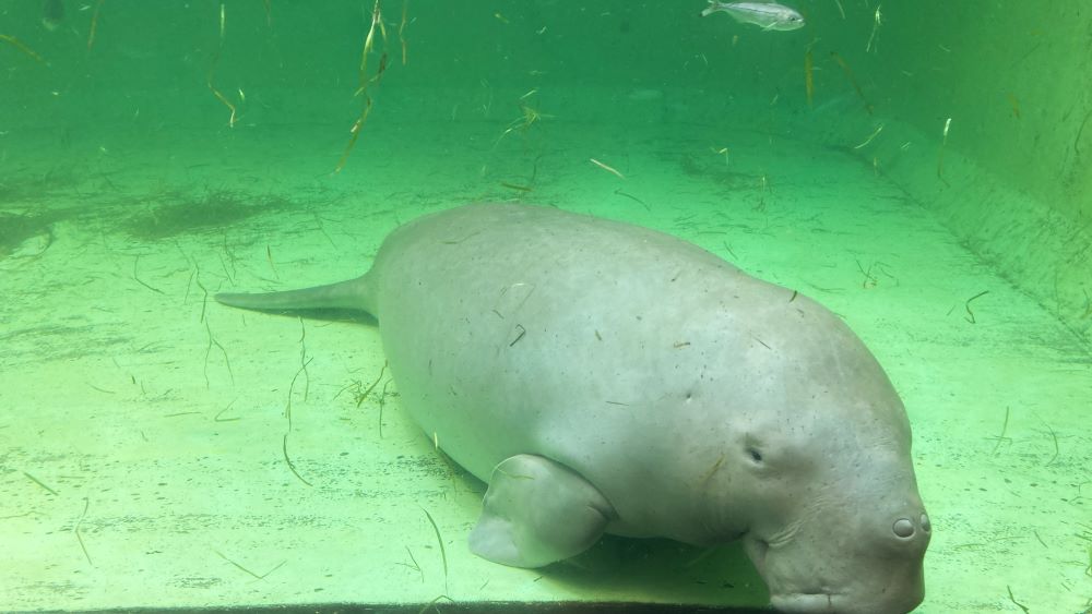 鳥羽水族館