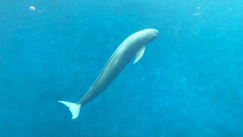 鳥羽水族館